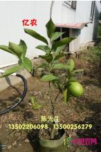 黄金柠檬