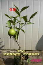 黄金柠檬