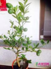 黄金柠檬