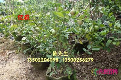 黄金柠檬